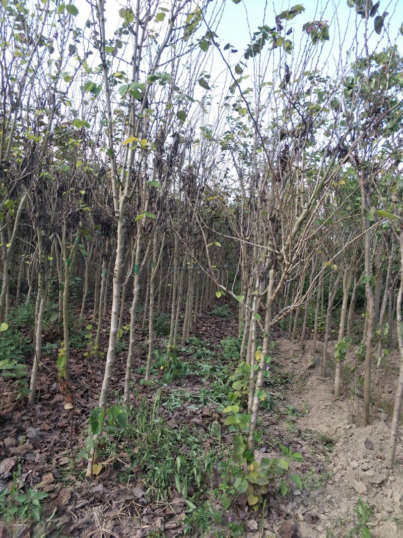 精品红花紫荆、产地农户直销，无中间商赚差价。
