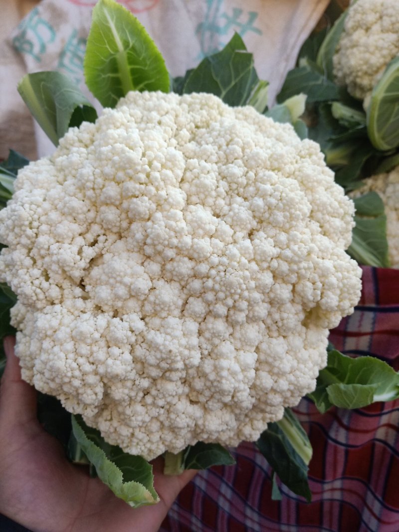 河北万亩产地直供菜花保质保量，货源充足，欢迎咨询