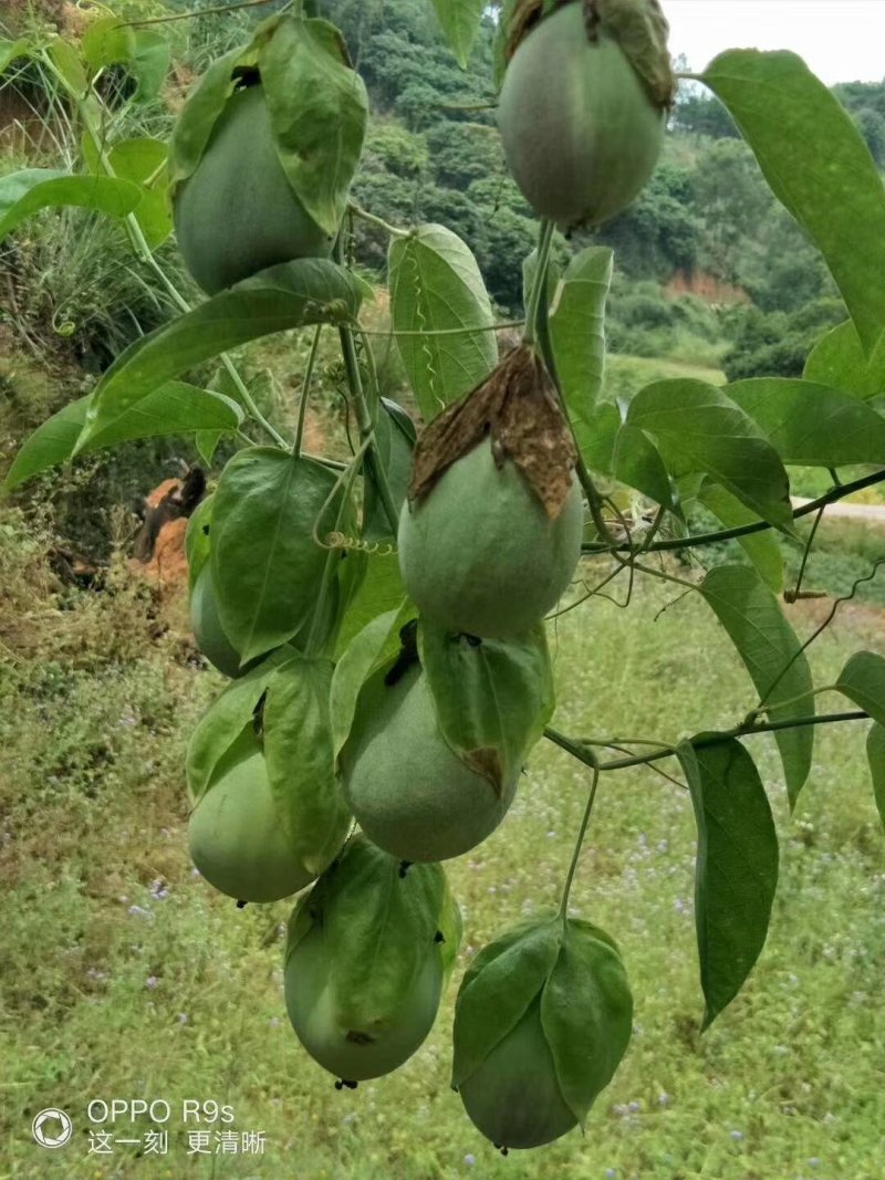 绿皮荔枝味百香果苗绿皮百香果苗纯甜品种嫁接苗