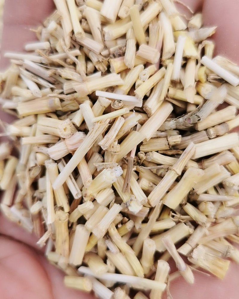 中药材野生白茅根新鲜白茅根茶白茅根杆