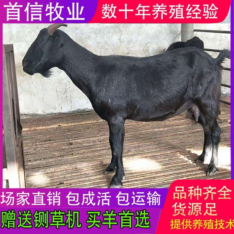 【售后保障】努比亚黑山羊头胎怀孕羊苗羊崽包技术成活