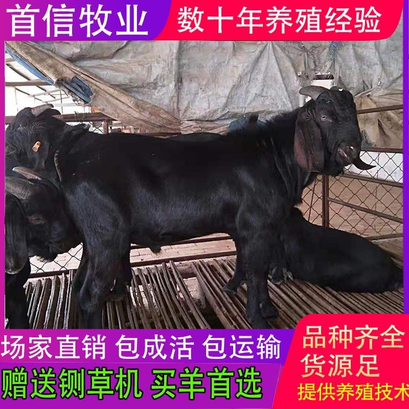 【售后保障】努比亚黑山羊头胎怀孕羊苗羊崽包技术成活