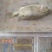 三两到五两桂花鱼鳜鱼