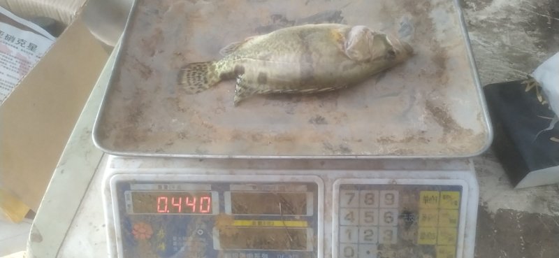 三两到五两桂花鱼鳜鱼