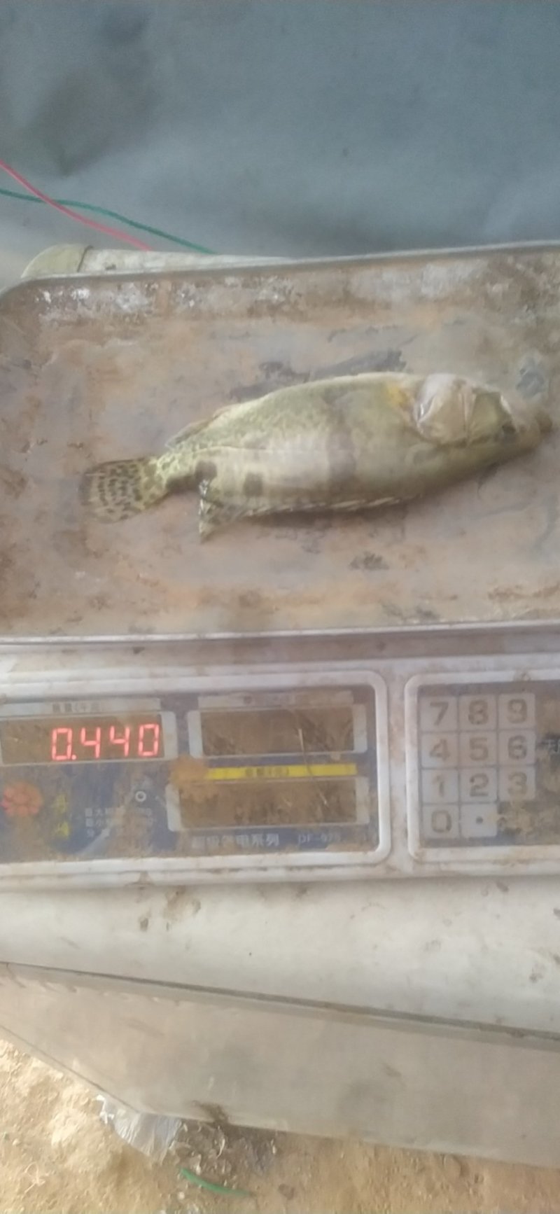 三两到五两桂花鱼鳜鱼