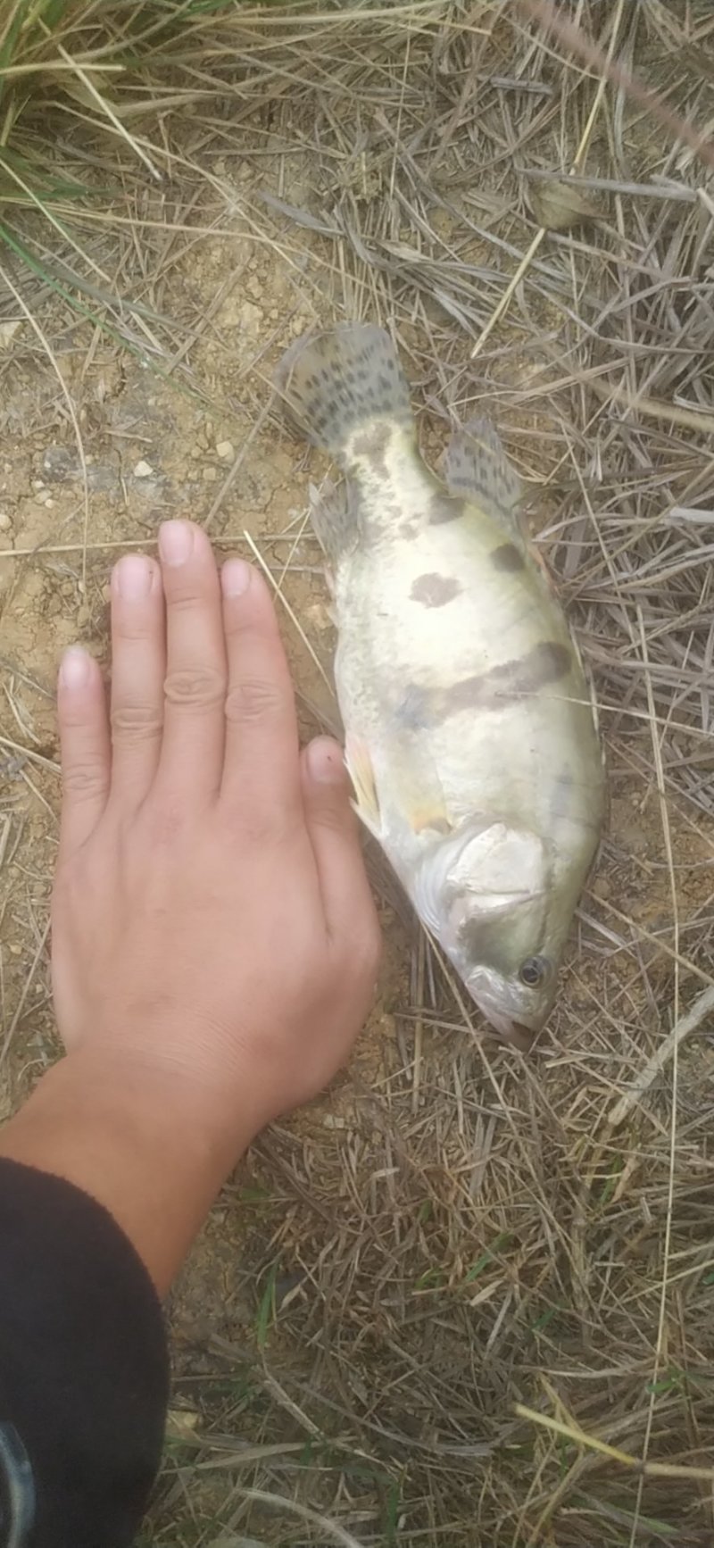 三两到五两桂花鱼鳜鱼