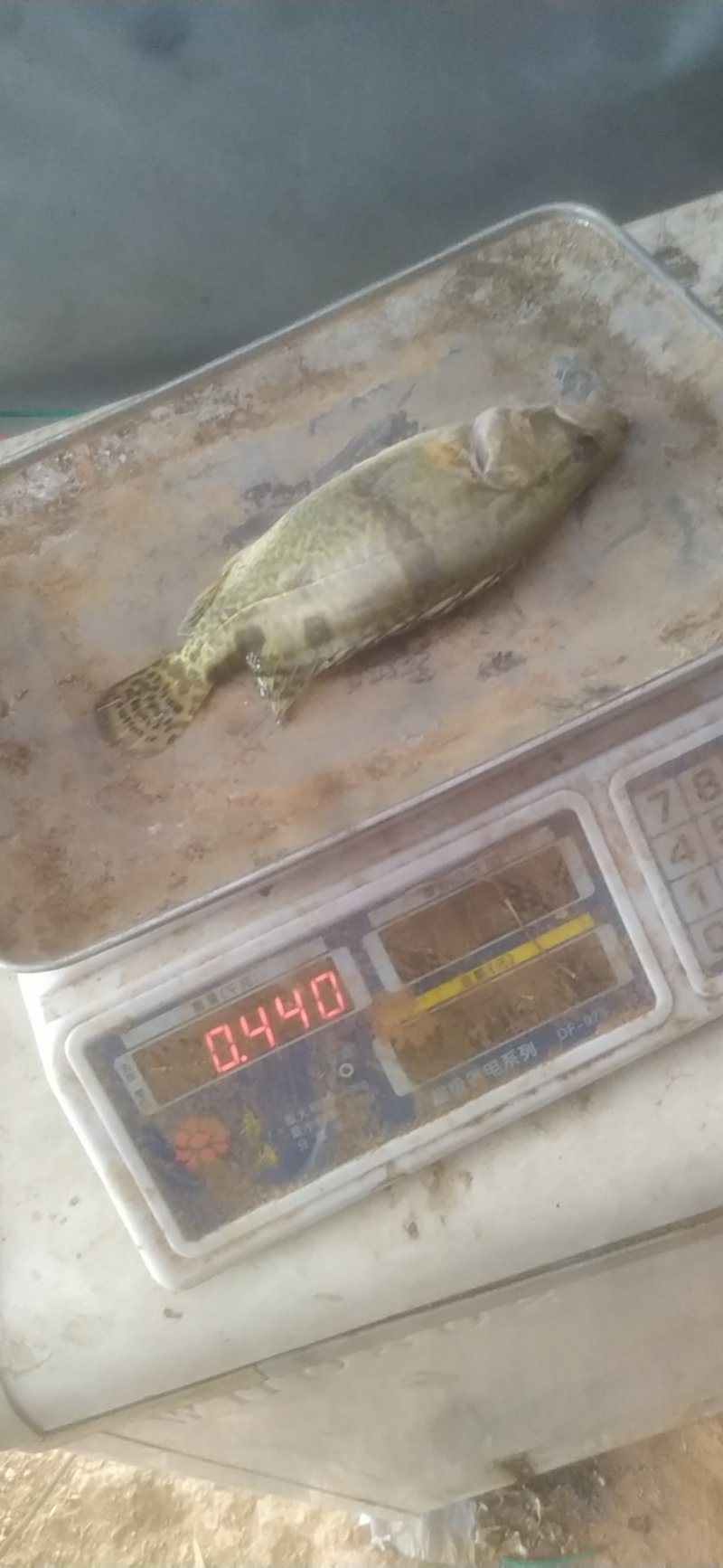 三两到五两桂花鱼鳜鱼