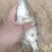 三两到五两桂花鱼鳜鱼