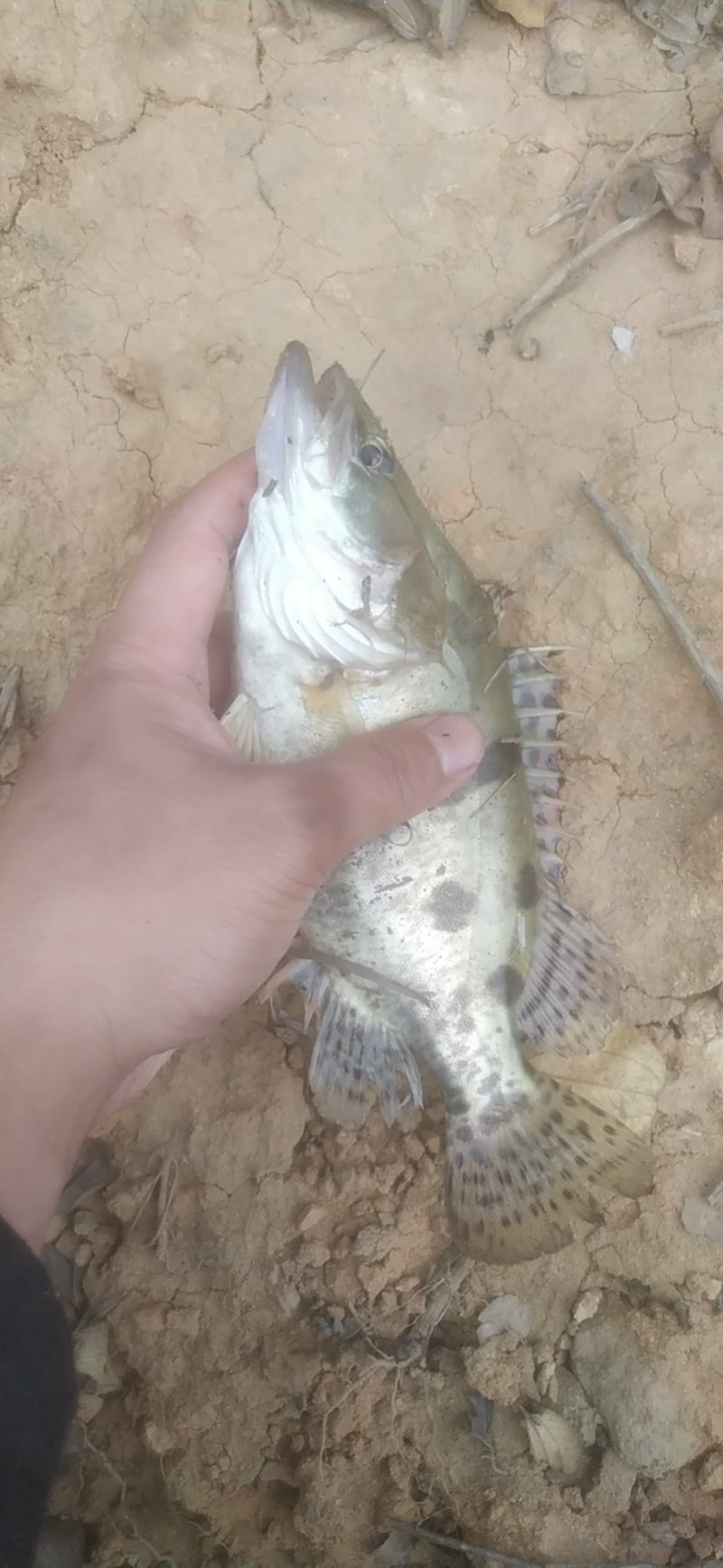 三两到五两桂花鱼鳜鱼
