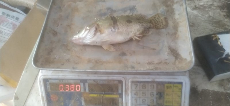 三两到五两桂花鱼鳜鱼