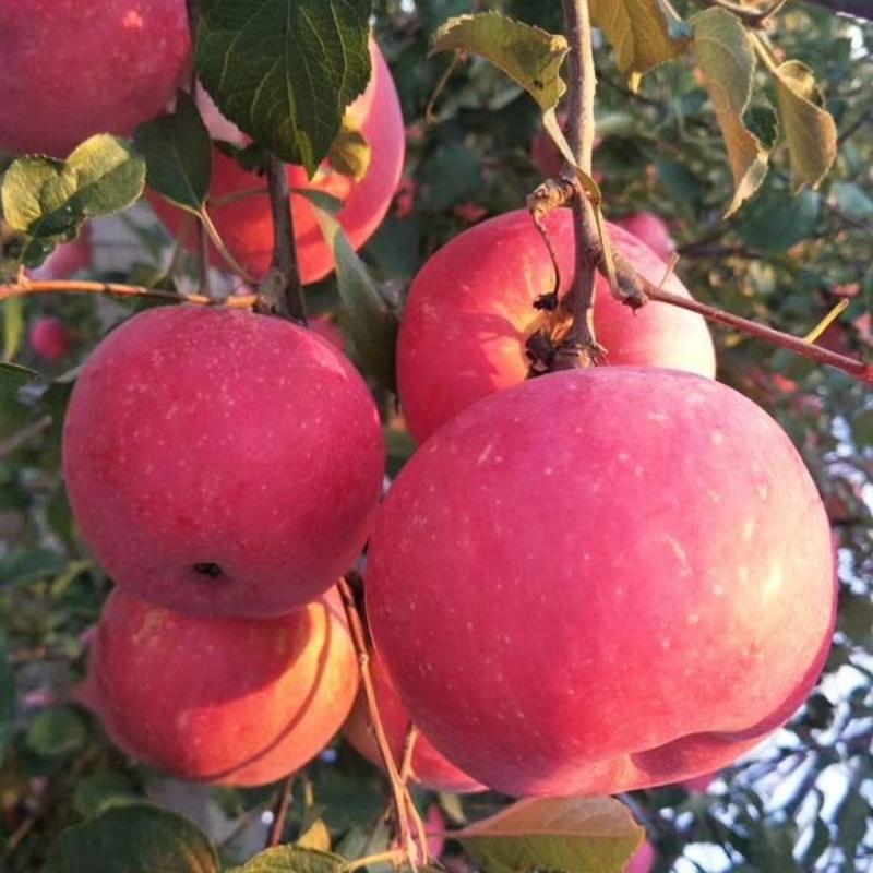 技术指导水桃苹果苗爱妃苹果苗维纳斯苹果苗红富士苹果苗