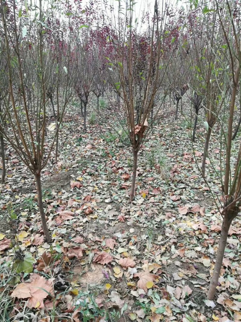 技术指导水桃苹果苗爱妃苹果苗维纳斯苹果苗红富士苹果苗