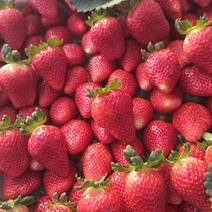 商丘市周集乡草莓基地天仙醉贵妃等草莓