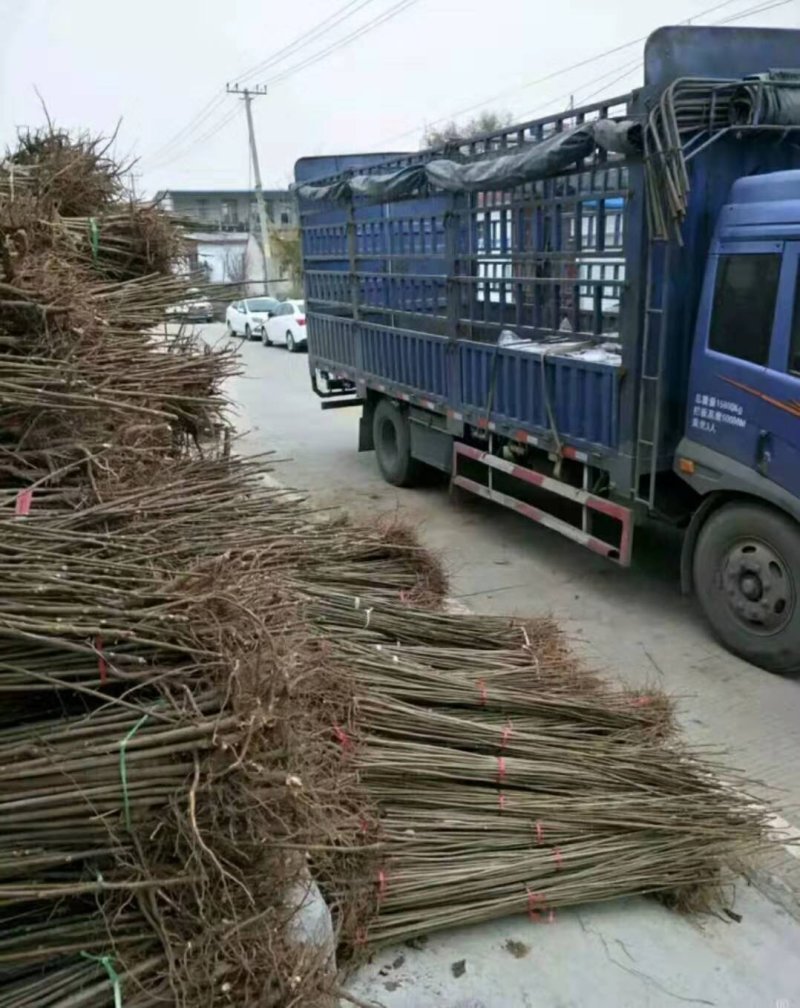 红油香椿树苗香椿树大棚专用香椿苗产量高可视频看货