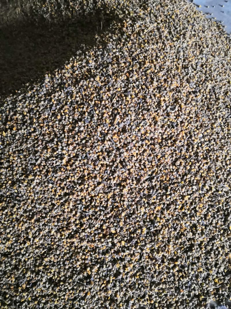 高含量野菊花