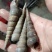丁螺，北海大钉螺生猛力强，有量价优