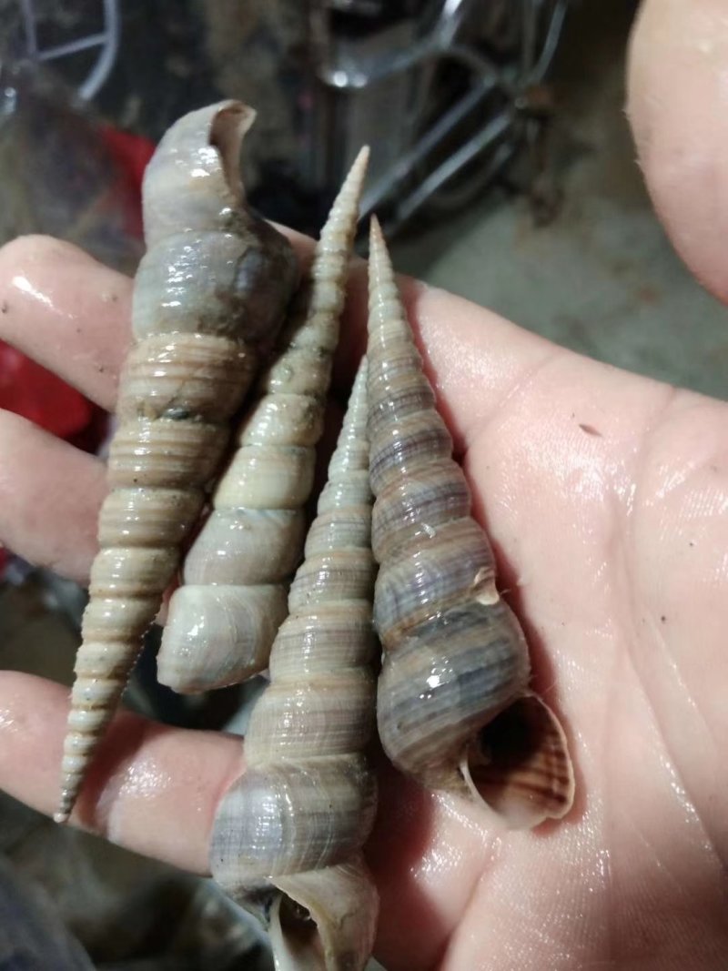 丁螺，北海大钉螺生猛力强，有量价优