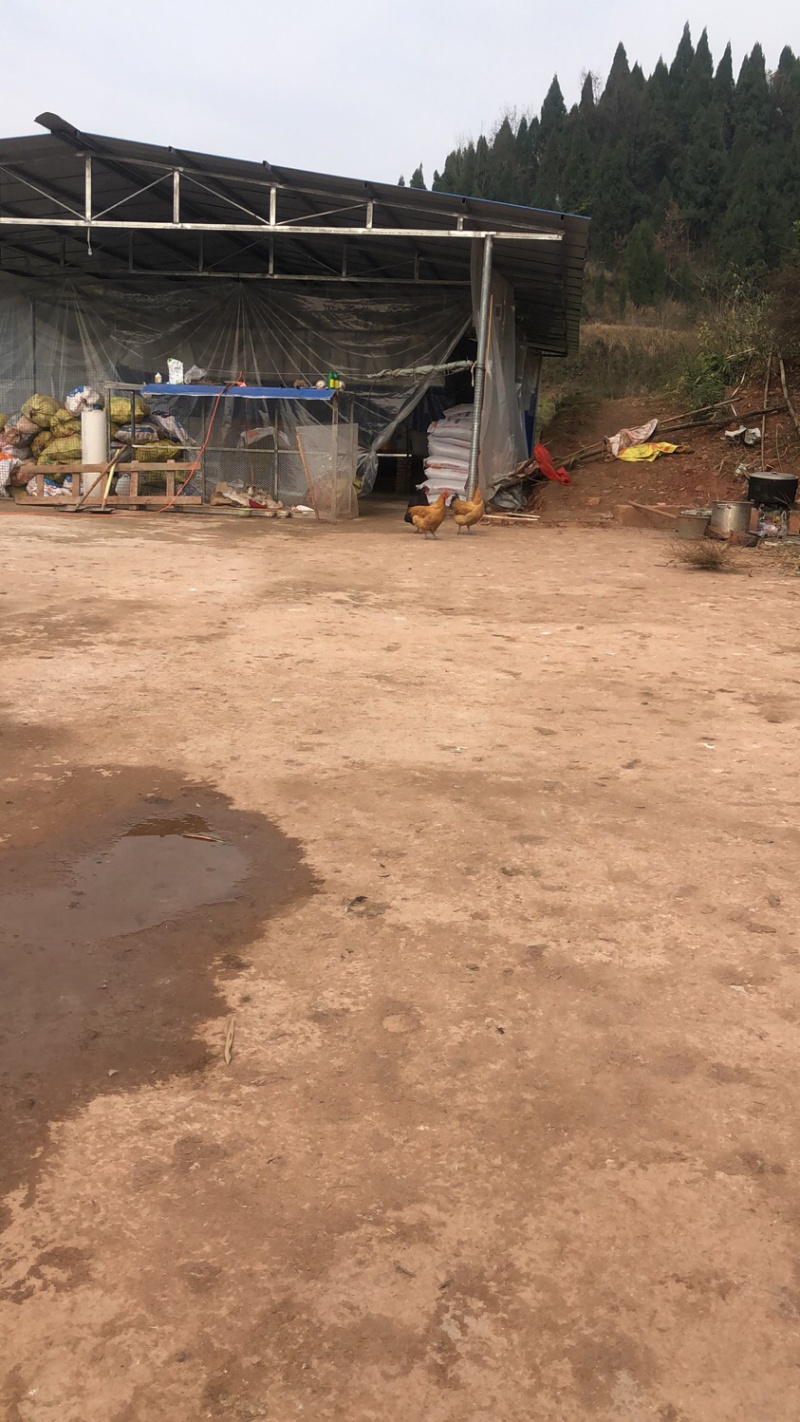 五谷杂粮农家黄毛鸭，花边鸭