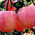 优质红富士苹果苗苗圃基地直发包成活包品种诚信放心苗