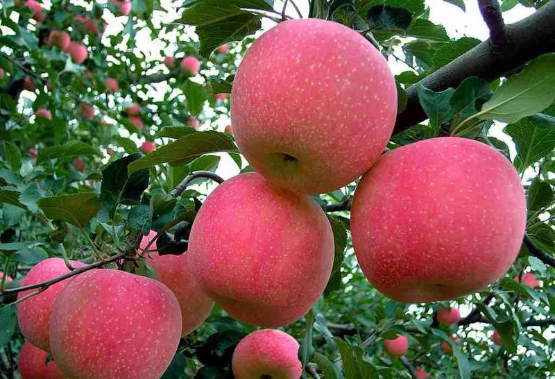 优质红富士苹果苗苗圃基地直发包成活包品种诚信放心苗
