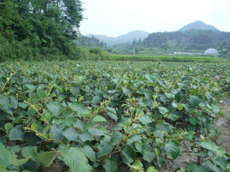 优质猕猴桃苗基地直发包成活免费技术指导放心苗