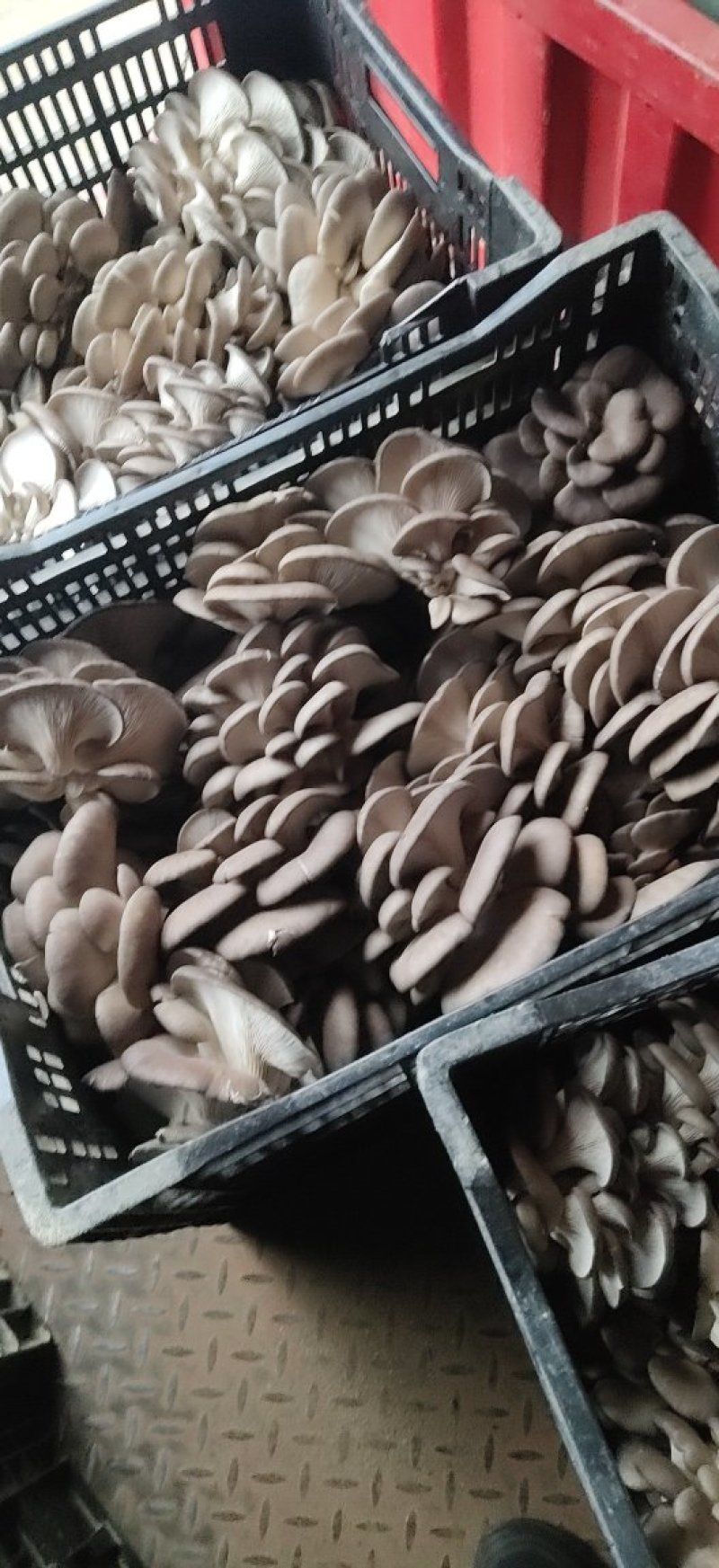 黑平菇厚3~5cm黑色质优价廉，是你不二之选