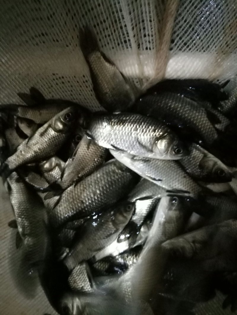 鲤鱼苗，(长势快，品种纯，多个品种供选择)