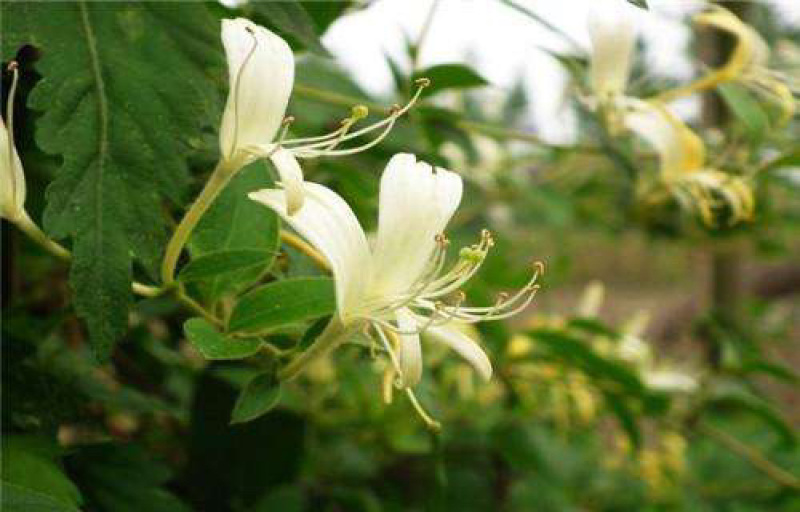 优质金银花树金银花老树桩品种齐全基地直发量大从优