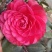 茶花带花苞发货