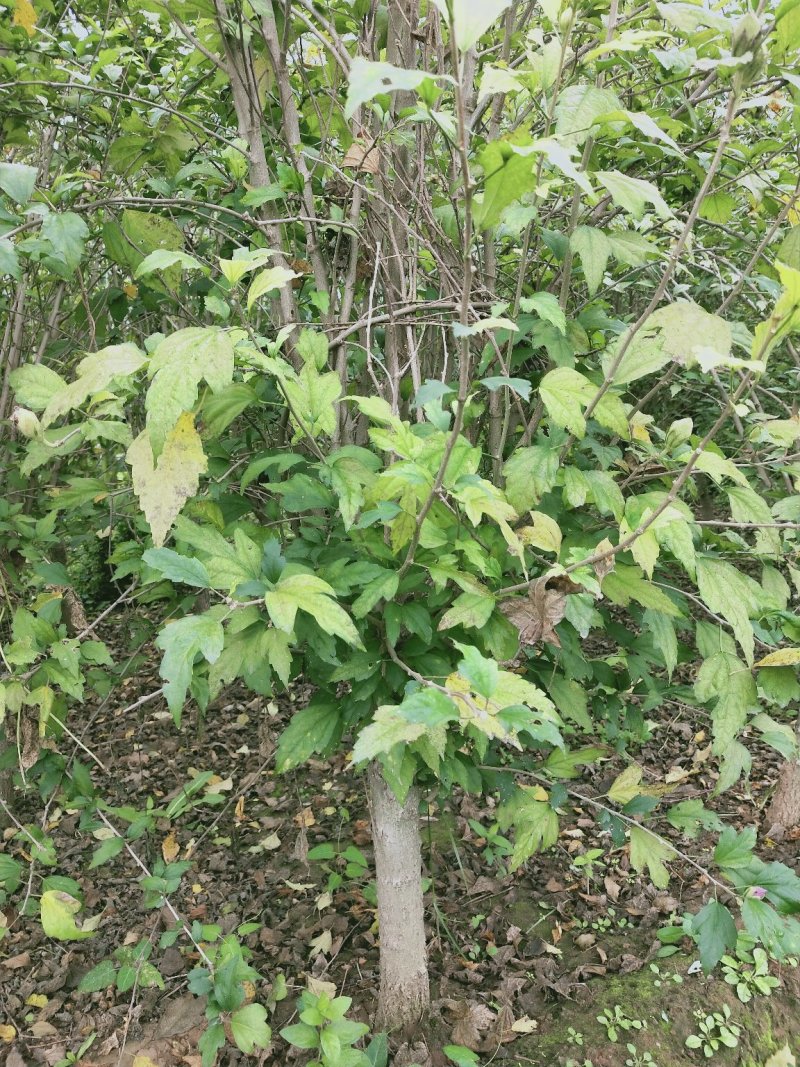独杆木槿：地径3-----6厘米