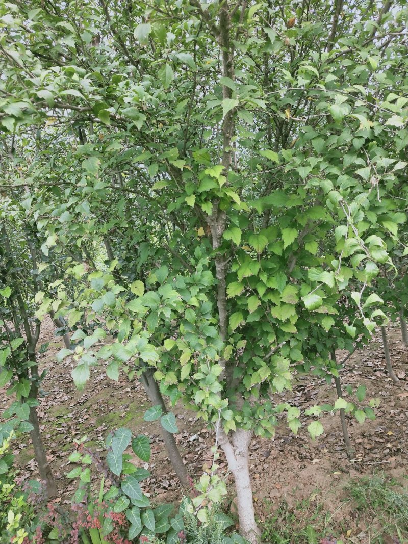 独杆木槿：地径3-----6厘米