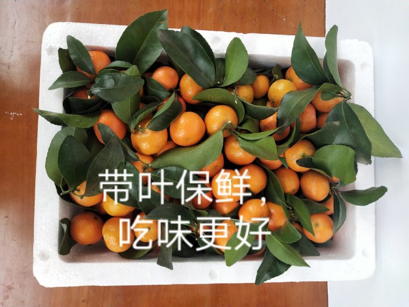荔浦砂糖桔30-40果径特级精品5斤包邮新鲜采摘品质保证