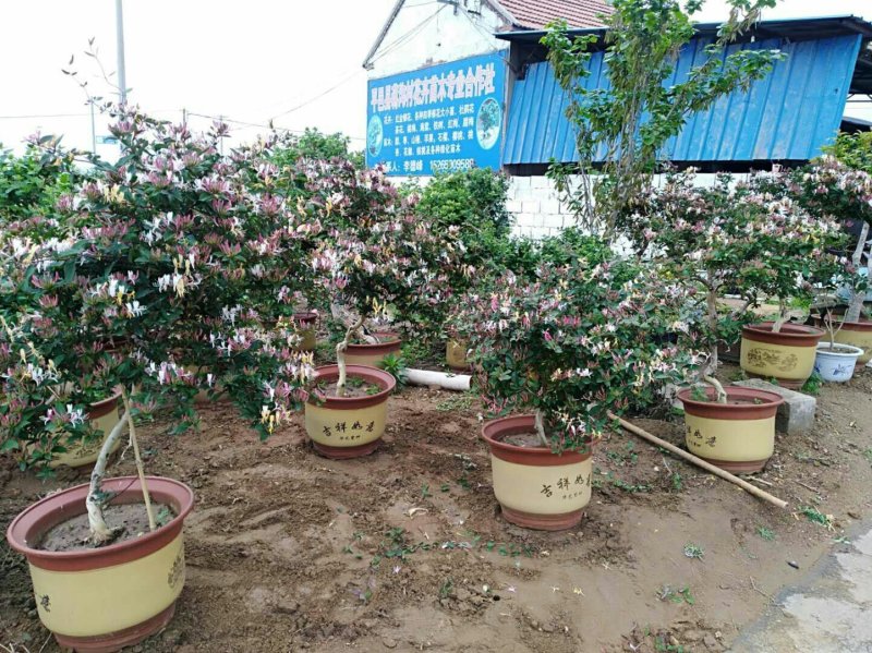 优质红色金银花苗基地直发品种优良诚信经营放心苗