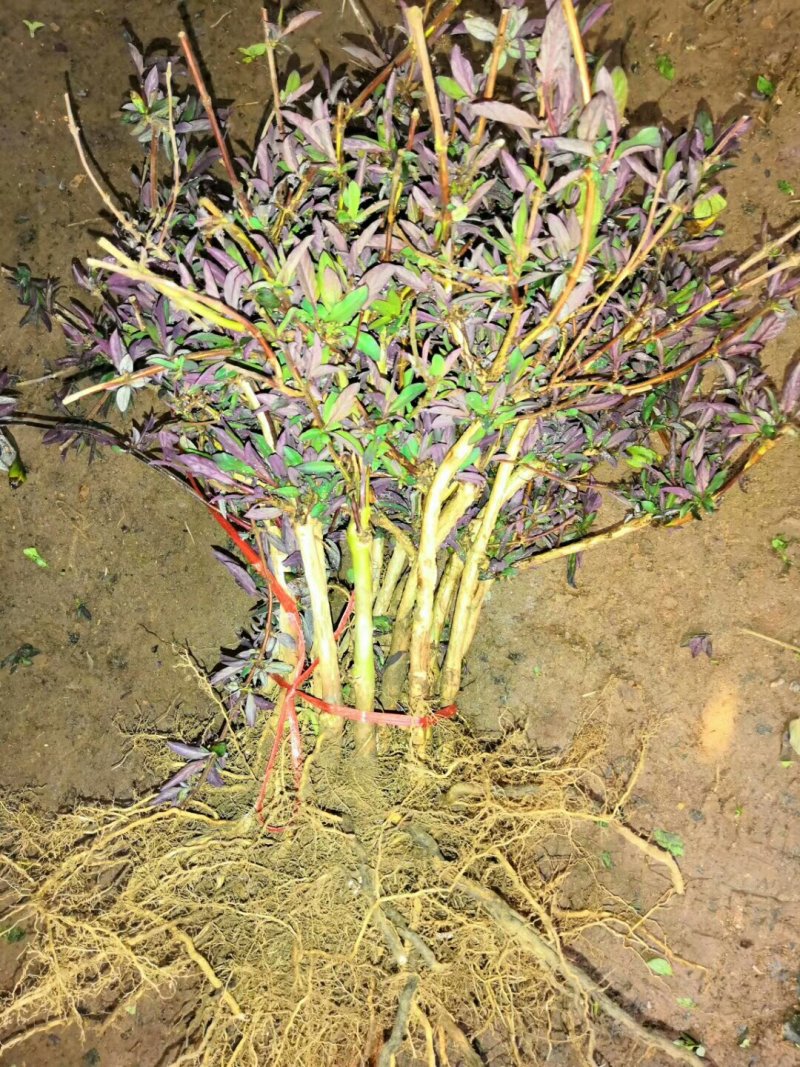 优质红色金银花苗基地直发品种优良诚信经营放心苗