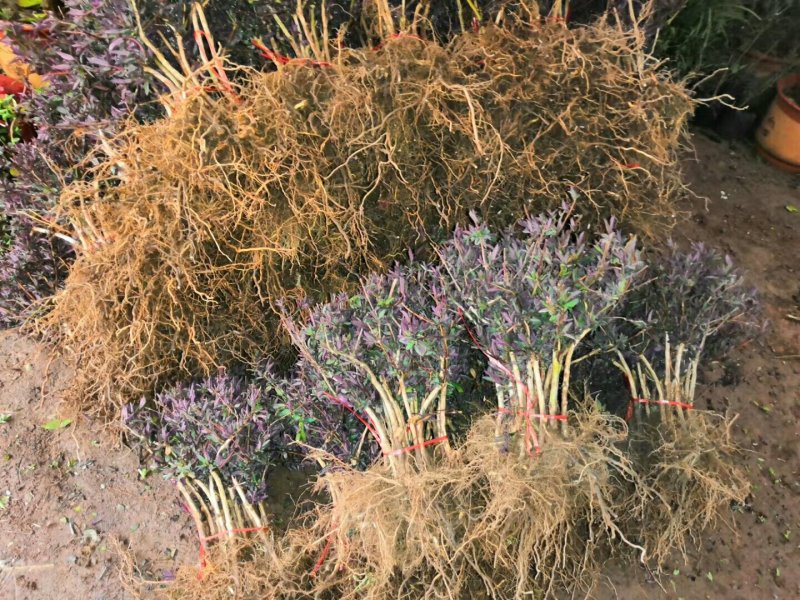 优质红色金银花苗基地直发品种优良诚信经营放心苗
