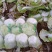 【优质菜】品质好价格低河南商丘大白菜，净菜，毛菜产地直供