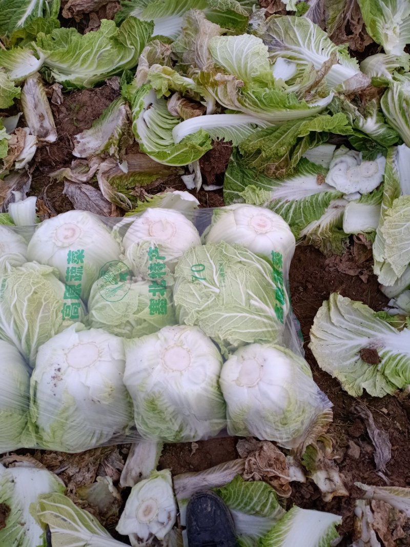 【优质菜】品质好价格低河南商丘大白菜，净菜，毛菜产地直供