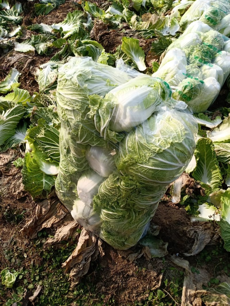 【优质菜】品质好价格低河南商丘大白菜，净菜，毛菜产地直供