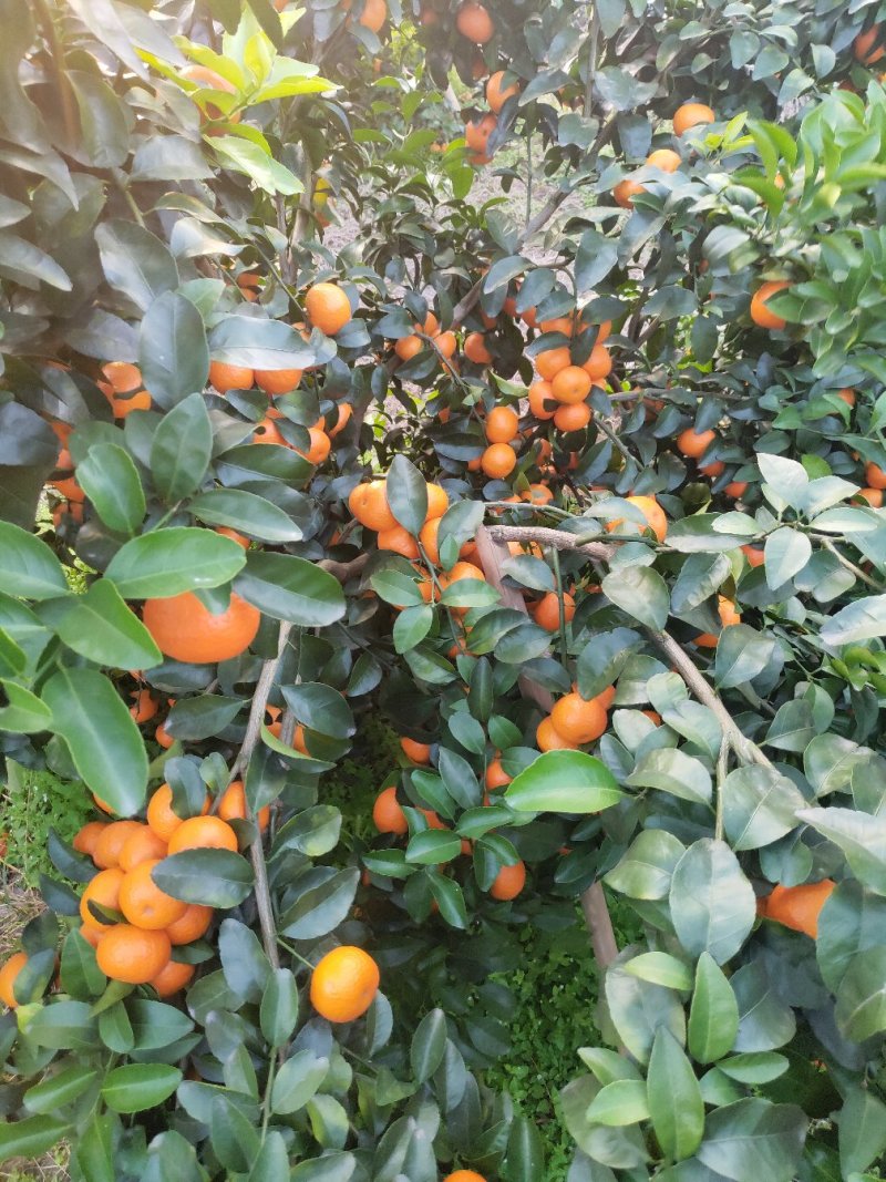 广西砂糖橘批发1.3-1.6
