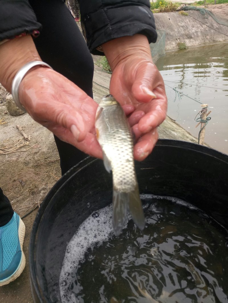 草鱼苗，(品种纯种类全长勢快抗病力强)