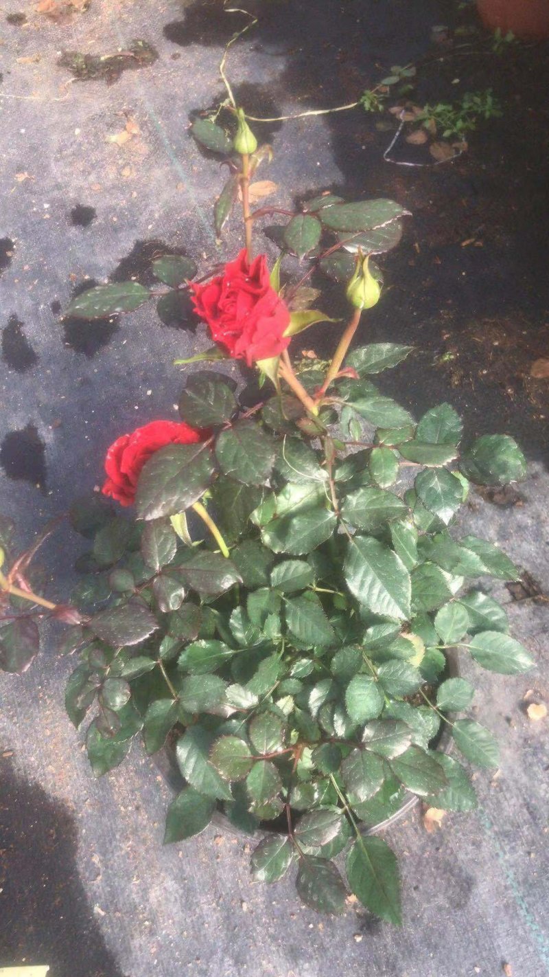 玫瑰花，洋玫瑰，欧耶（5种颜色可以拼装）