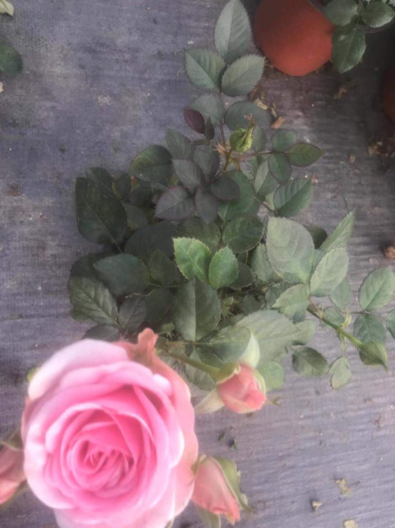 玫瑰花，洋玫瑰，欧耶（5种颜色可以拼装）