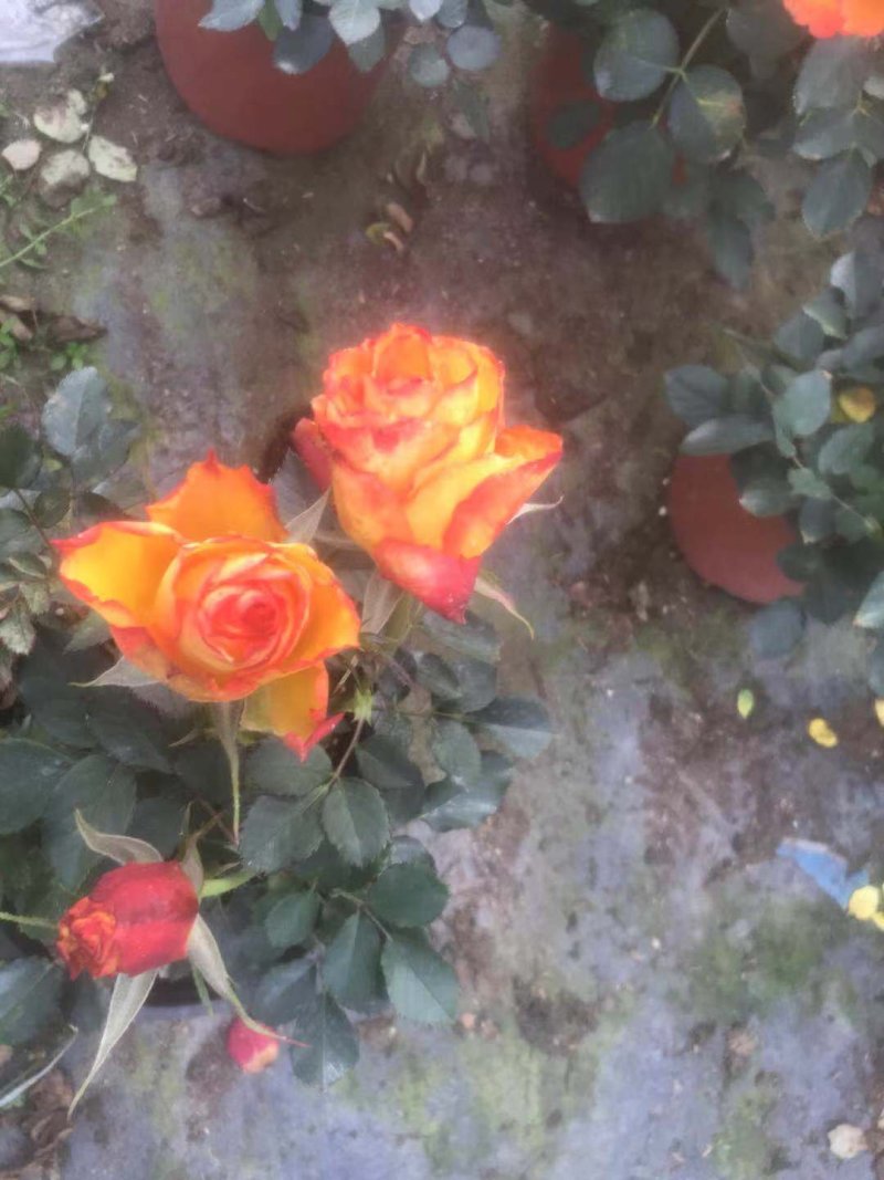 玫瑰花，洋玫瑰，欧耶（5种颜色可以拼装）