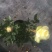玫瑰花，洋玫瑰，欧耶（5种颜色可以拼装）