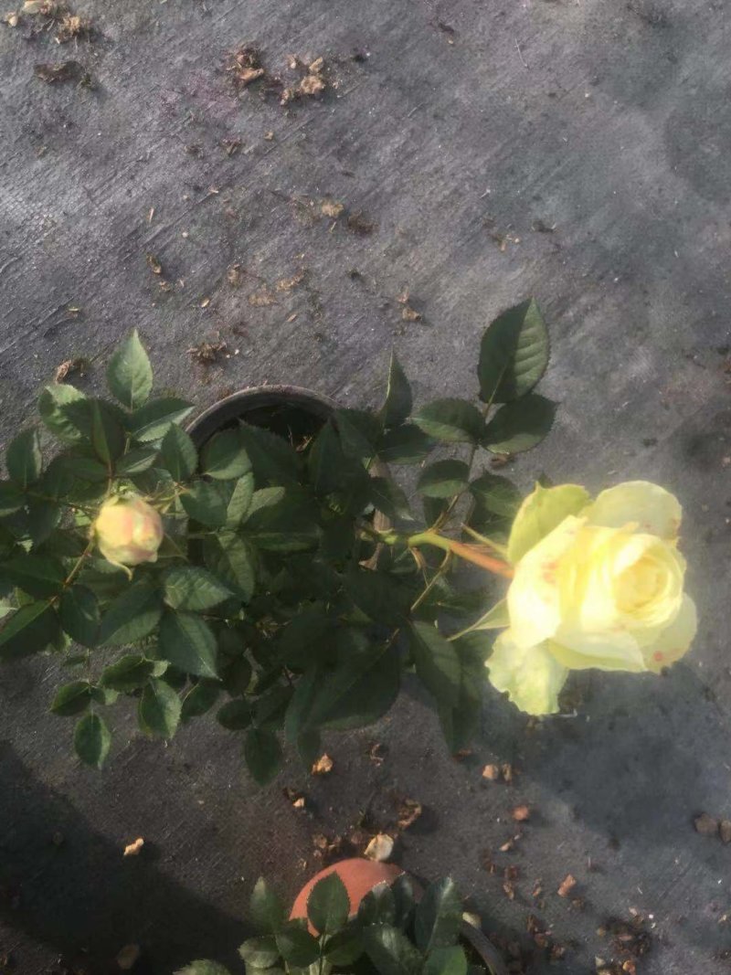 玫瑰花，洋玫瑰，欧耶（5种颜色可以拼装）
