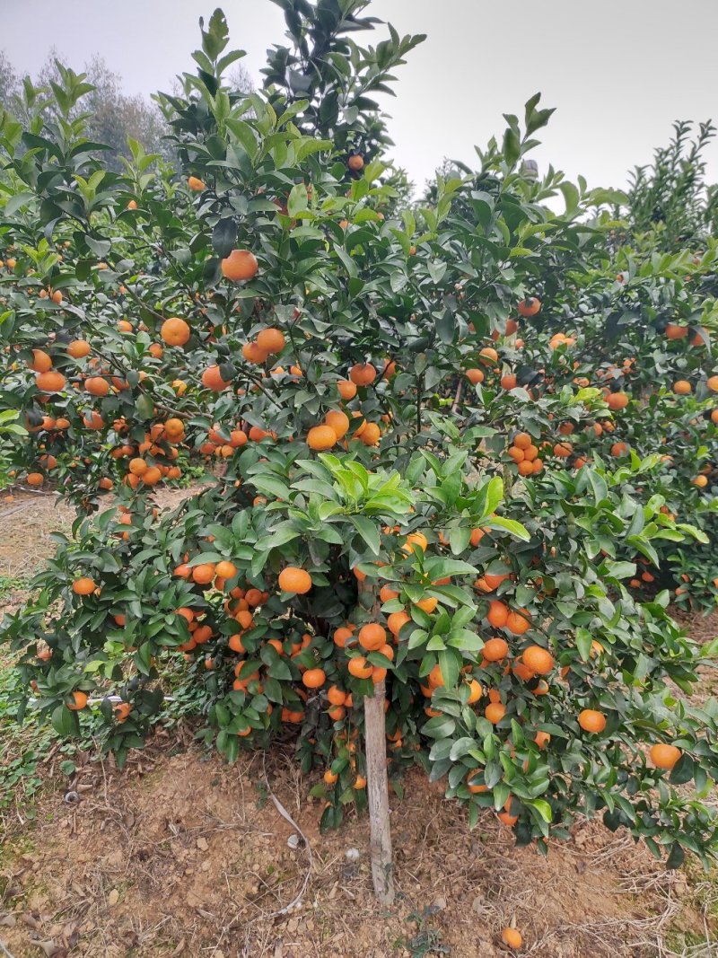 砂糖橘定园批发1.4一万到十万