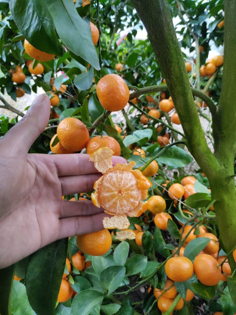 砂糖橘