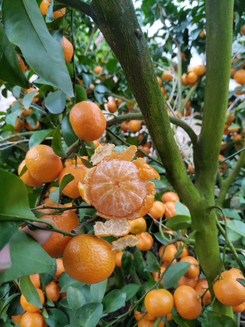 砂糖橘