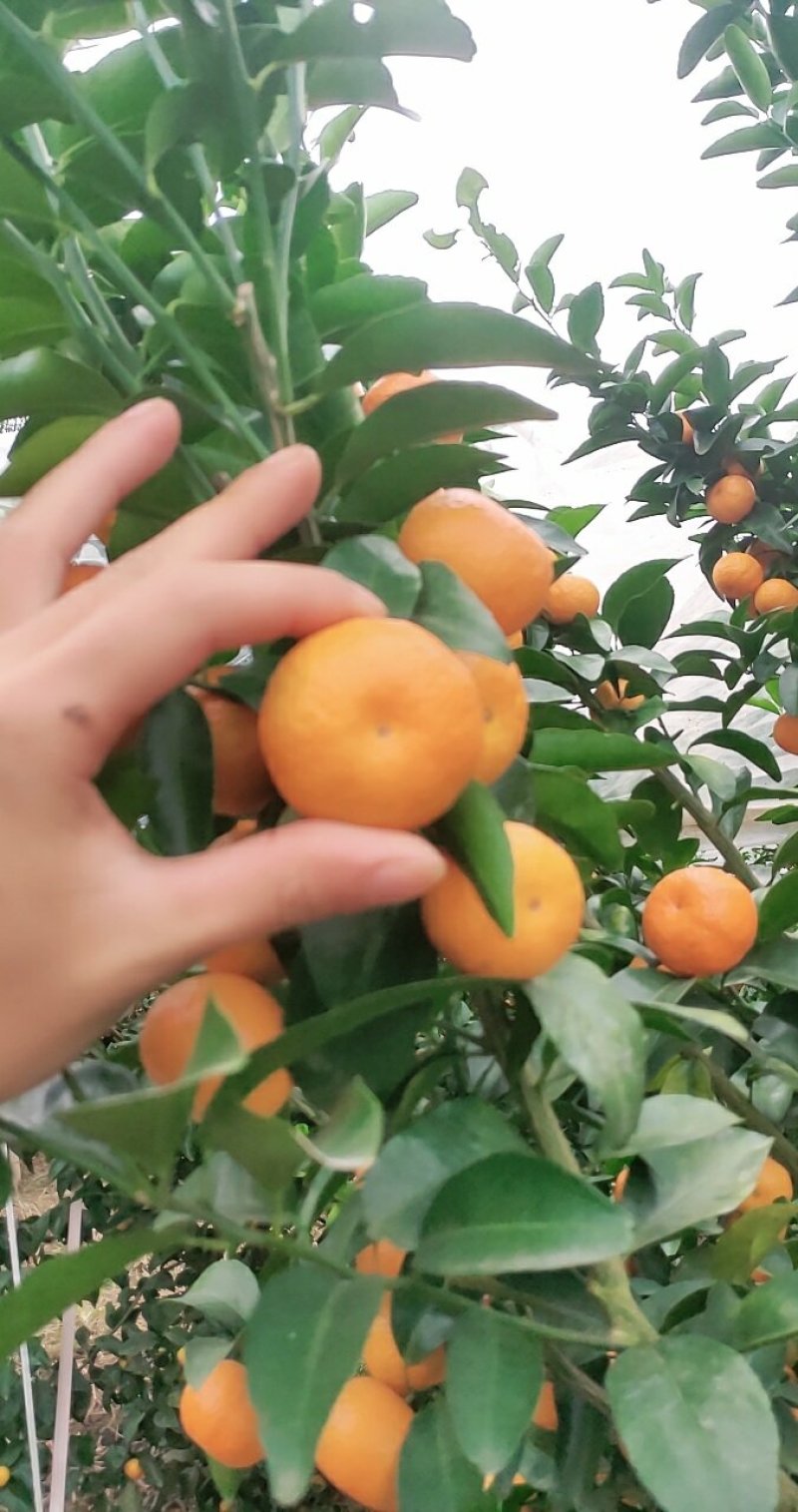 砂糖橘