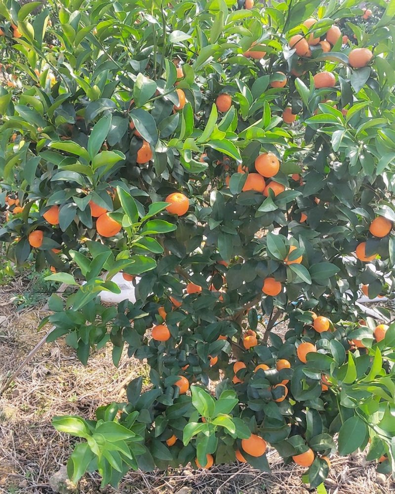 广西正宗砂糖橘，产地批发